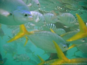 Whitsundays - Snorkeling