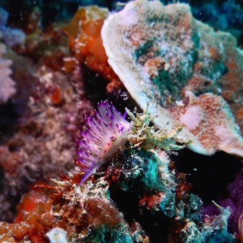 Heron Island - Dive - Nudibranch